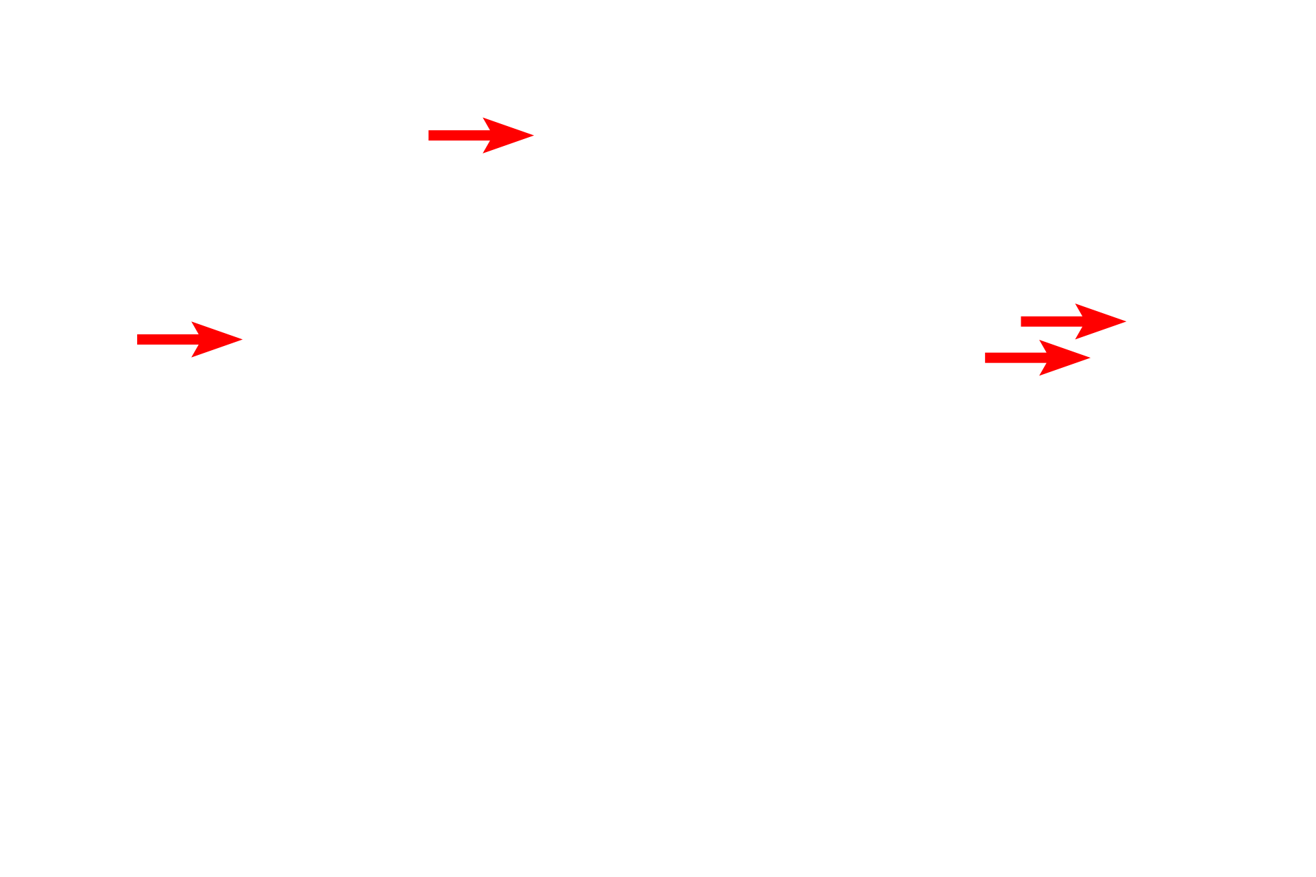 Glycogen granules <p>The high energy demands of cardiac muscle are reflected by the large number of mitochondria and glycogen granules.</p>
