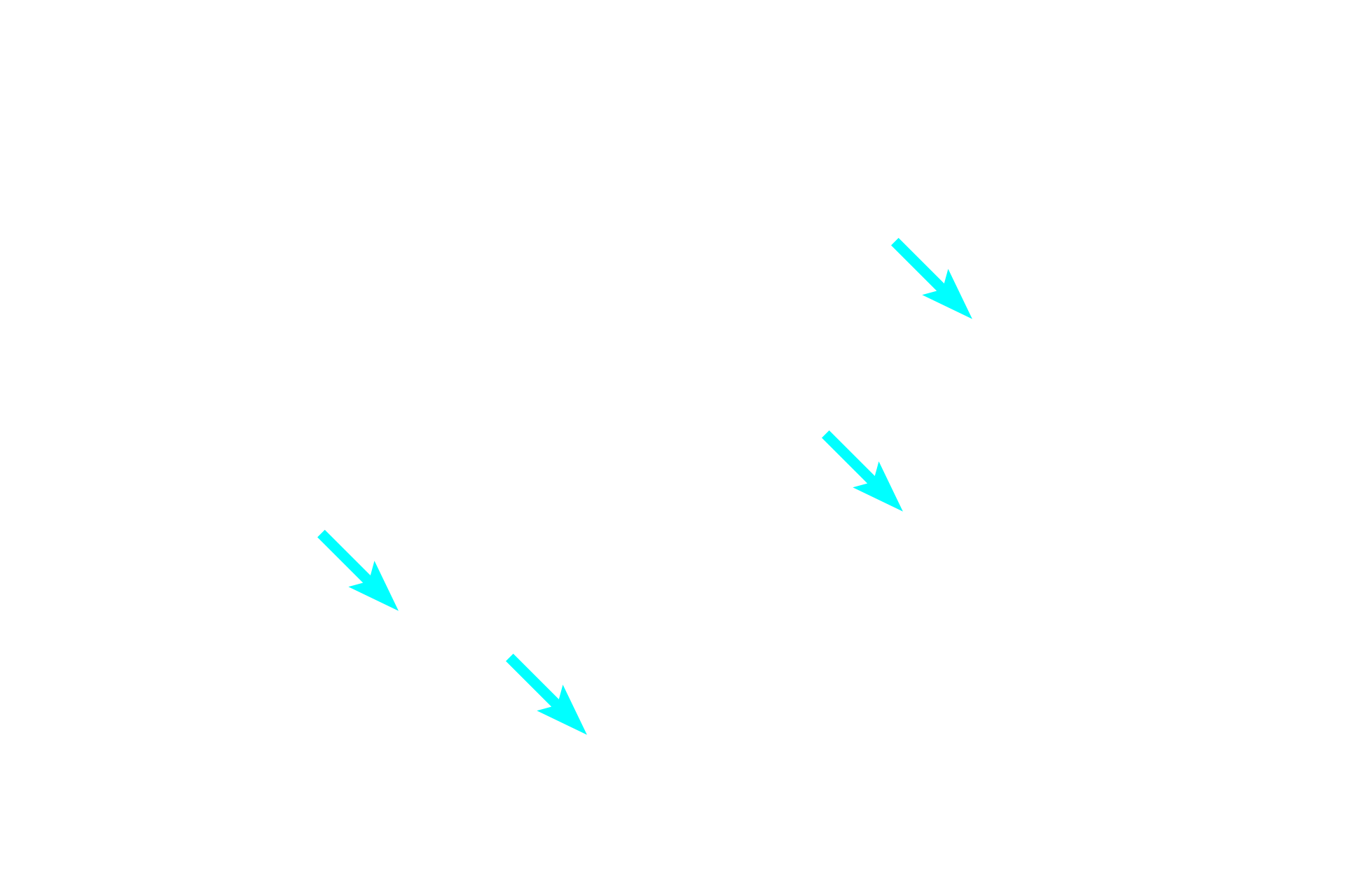 Axons <p>This cross section of a peripheral nerve is stained with the Masson stain to reveal its investing layers.  Individual axons and their sheaths are surrounded by an endoneurium.  Groups of axons form a fascicle enclosed by a perineurium.  This peripheral nerve, composed of a single fascicle, retains only a thin, fragmented rim of epineurium around its periphery.  400x</p>

