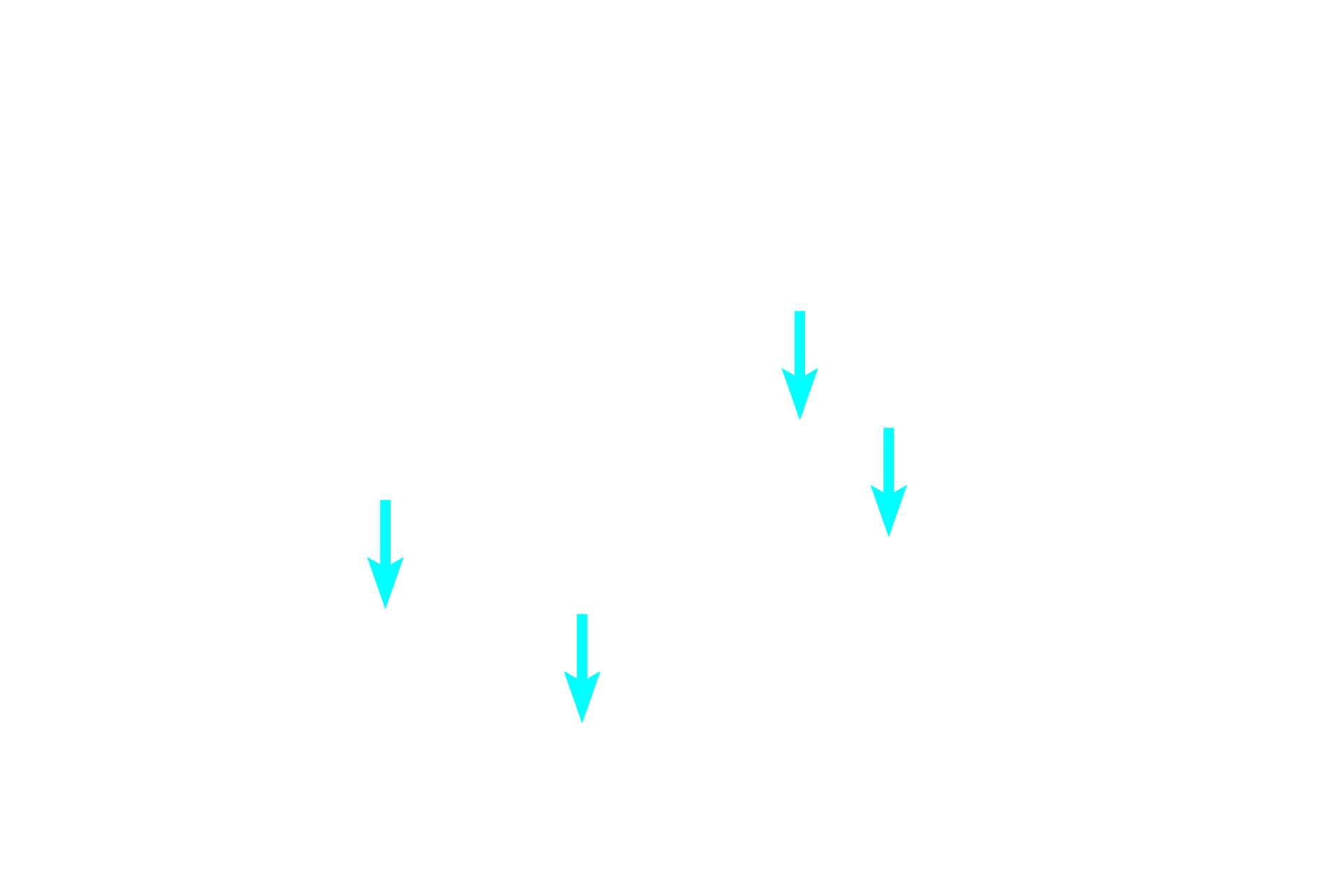 Myelin sheaths <p>This cross section of a peripheral nerve is stained with the Masson stain to reveal its investing layers.  Individual axons and their sheaths are surrounded by an endoneurium.  Groups of axons form a fascicle enclosed by a perineurium.  This peripheral nerve, composed of a single fascicle, retains only a thin, fragmented rim of epineurium around its periphery.  400x</p>
