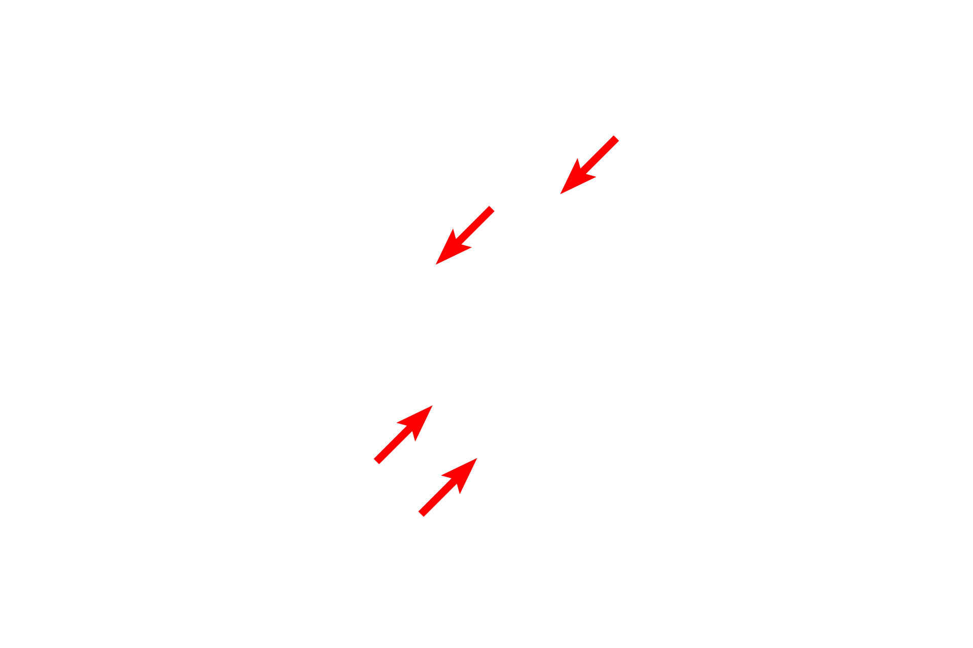 Schwann cell processes > <p>The node of Ranvier is covered by microvillous processes of Schwann cells.</p>
