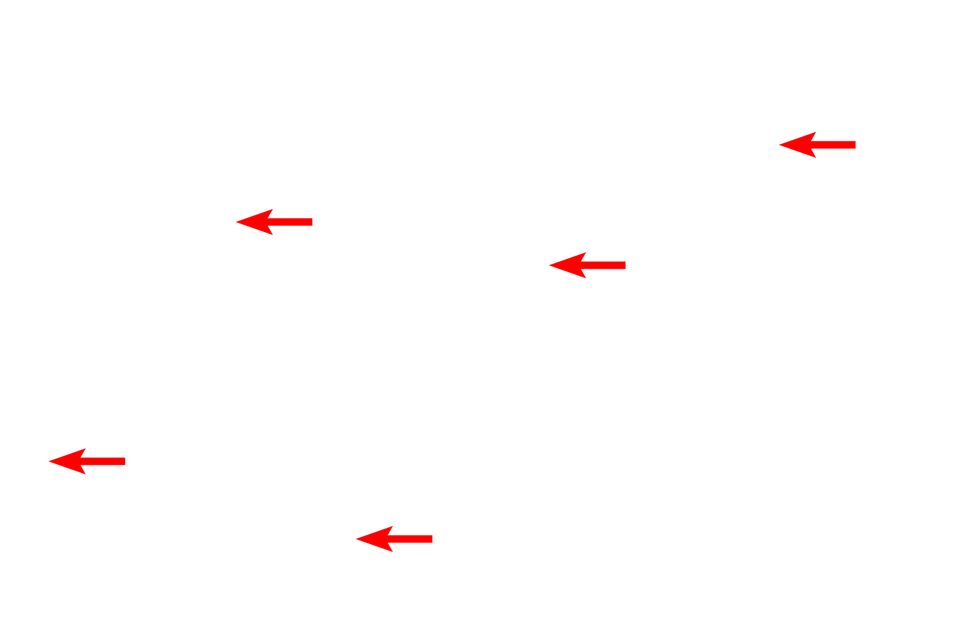 Mitochondria <p>This electron micrograph shows a portion of a neuronal cell body with a large Nissl body.  Nissl is a unique association of RER and polyribosomes which appear as discrete structures in the cytoplasm.  Nissl is prominent in the cell body and dendrites but is absent from axons.</p>
