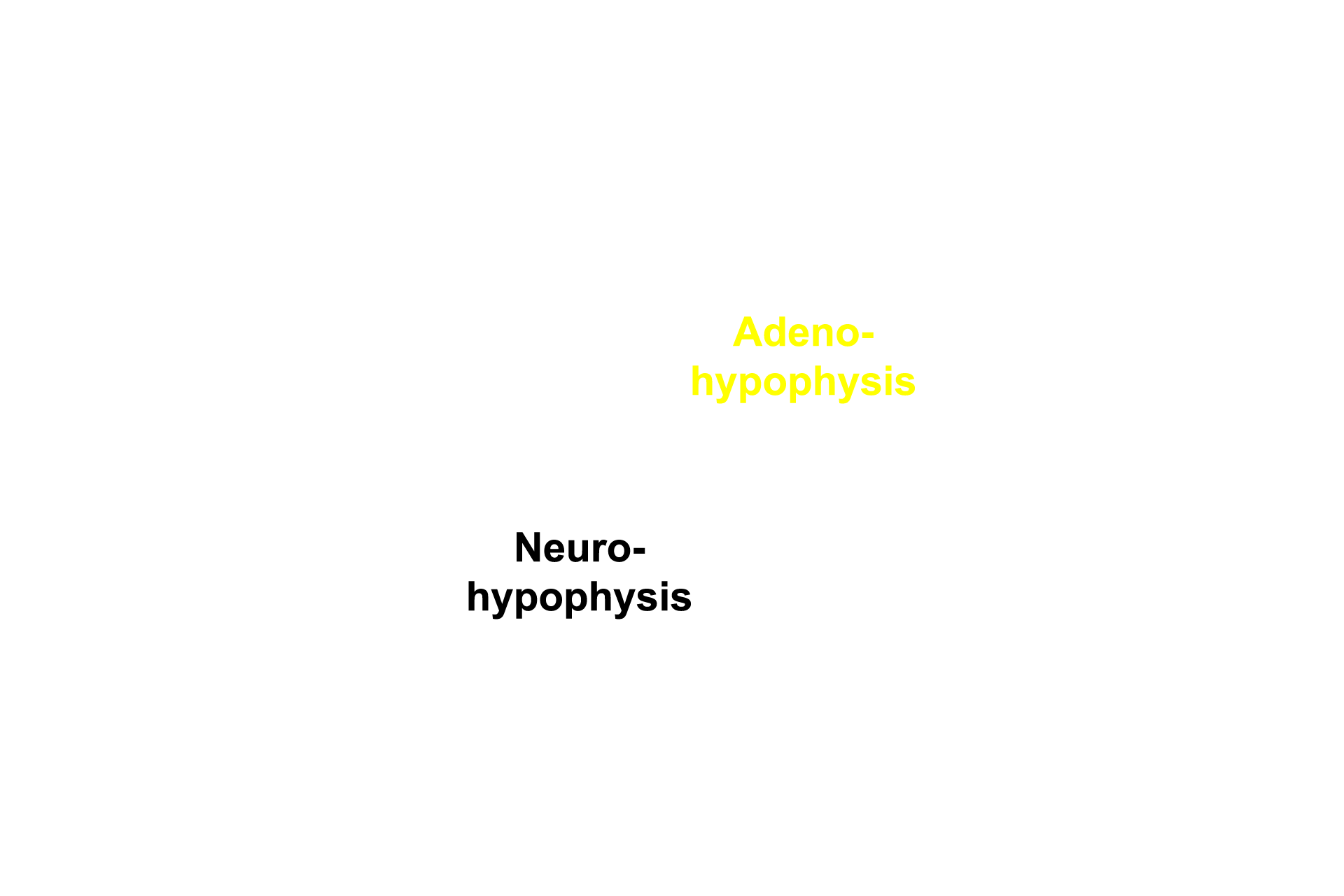 Subdivisions <p>This low magnification of a monkey pituitary is cut midsagittally and stained with hematoxylin and eosin.  Note the distinct boundaries between the neurohypophyseal and adenohypophyseal tissues, indicating the different embryological origins of these subdivisions.  5x</p>
