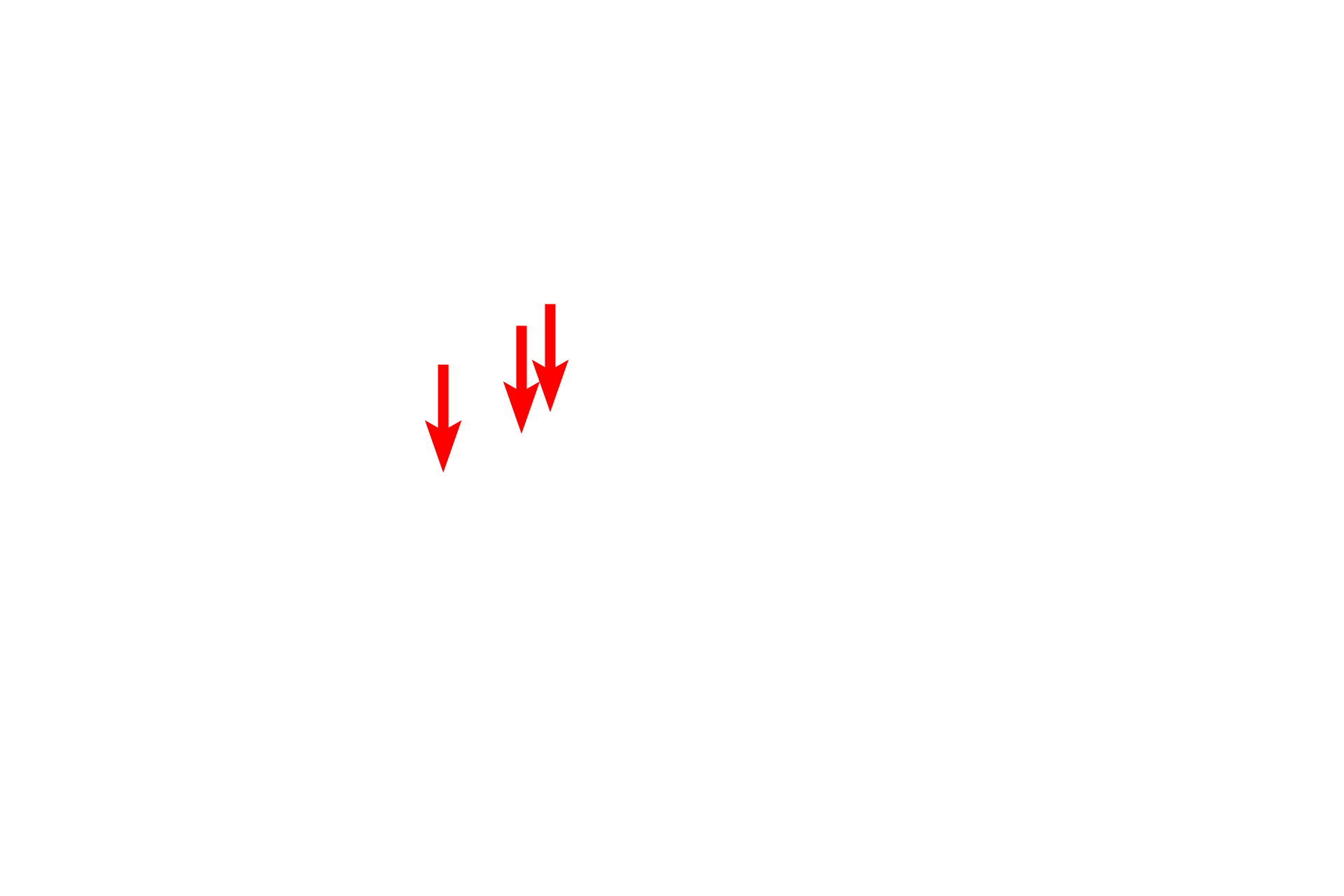 Dendritic spines > <p>Dendritic spines are small (0.1 – 0.8 microns) protrusions of the dendrite plasma membrane and are highly dynamic structures that remodel with synaptic activity.  The majority of excitatory input to dendrites occurs on dendritic spines.</p>
