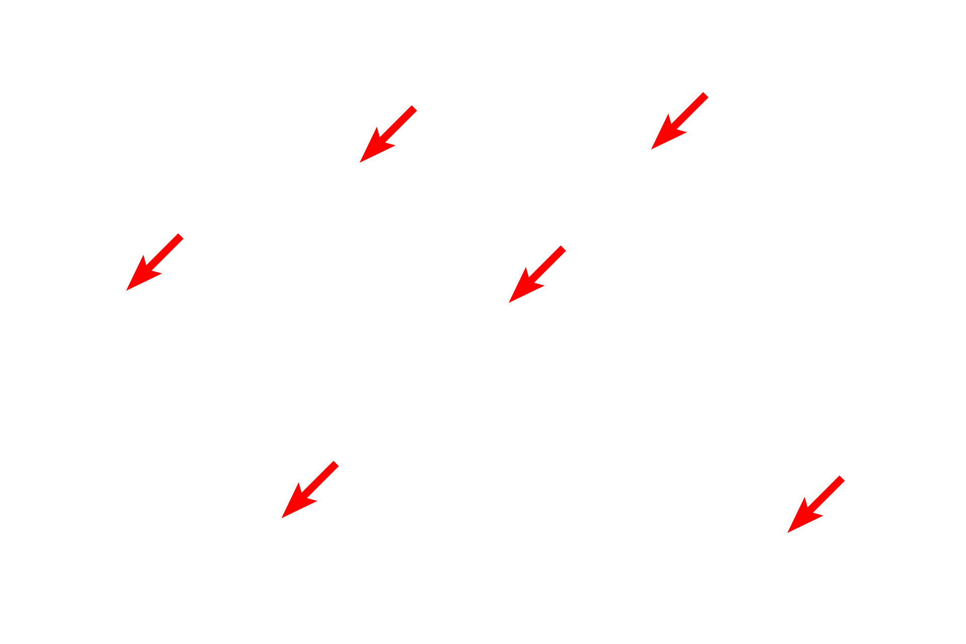  - Z lines <p>Myofibrils show the same banding pattern as that seen in skeletal muscle fibers, however they are not distinct in this micrograph. Visible here are sarcomeres, Z lines and M lines.</p>
