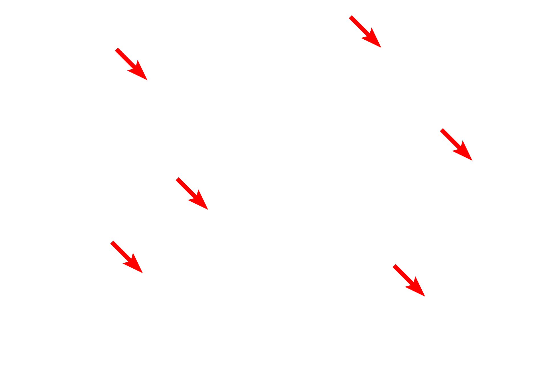  - M lines <p>Myofibrils show the same banding pattern as that seen in skeletal muscle fibers, however they are not distinct in this micrograph. Visible here are sarcomeres, Z lines and M lines.</p>
