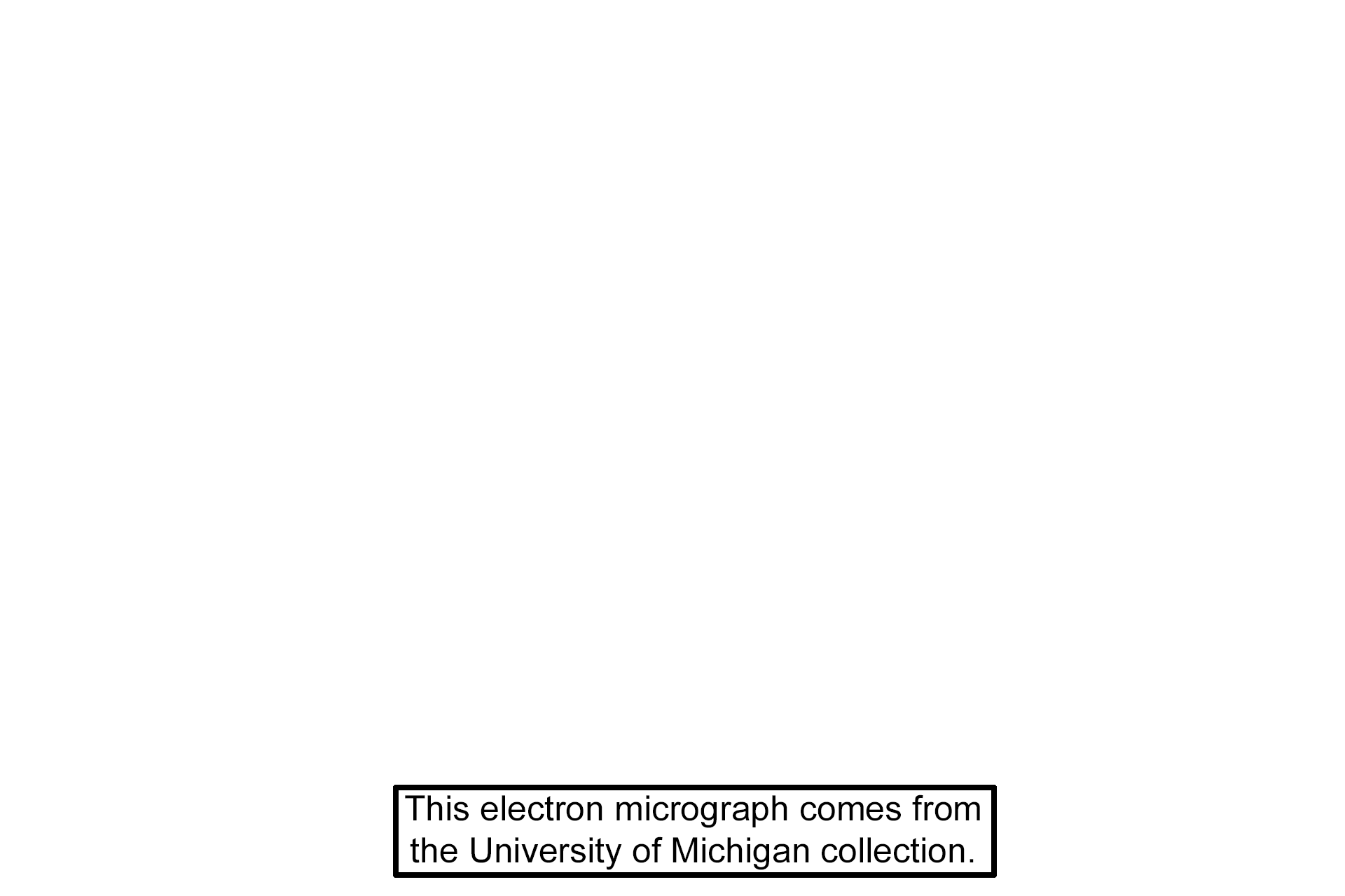 Image source > <p>This electron micrograph, originally published by J.A.G. Rhodin, some from the University of Michigan collection.</p>
