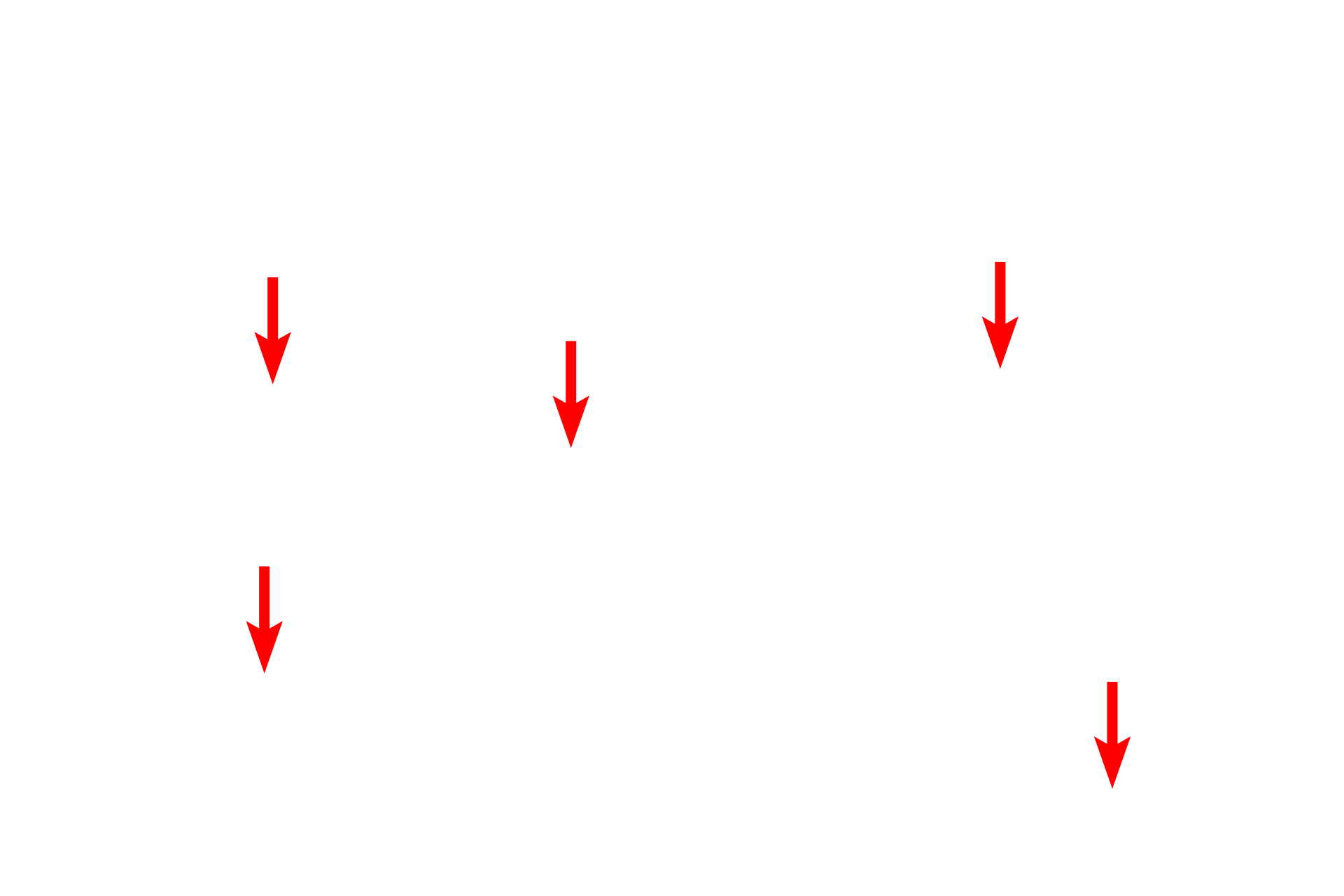  -- M lines <p>The centrally located nucleus of this cardiac muscle fiber is are surrounded by myofibrils showing sarcomeres, A and I bands as well as Z and M lines. The H band is not readily apparent in this image. The alignment of the myofibrils creates the banding pattern of the entire fiber. Glycogen granules and mitochondria are also visible. 10,000x</p>
