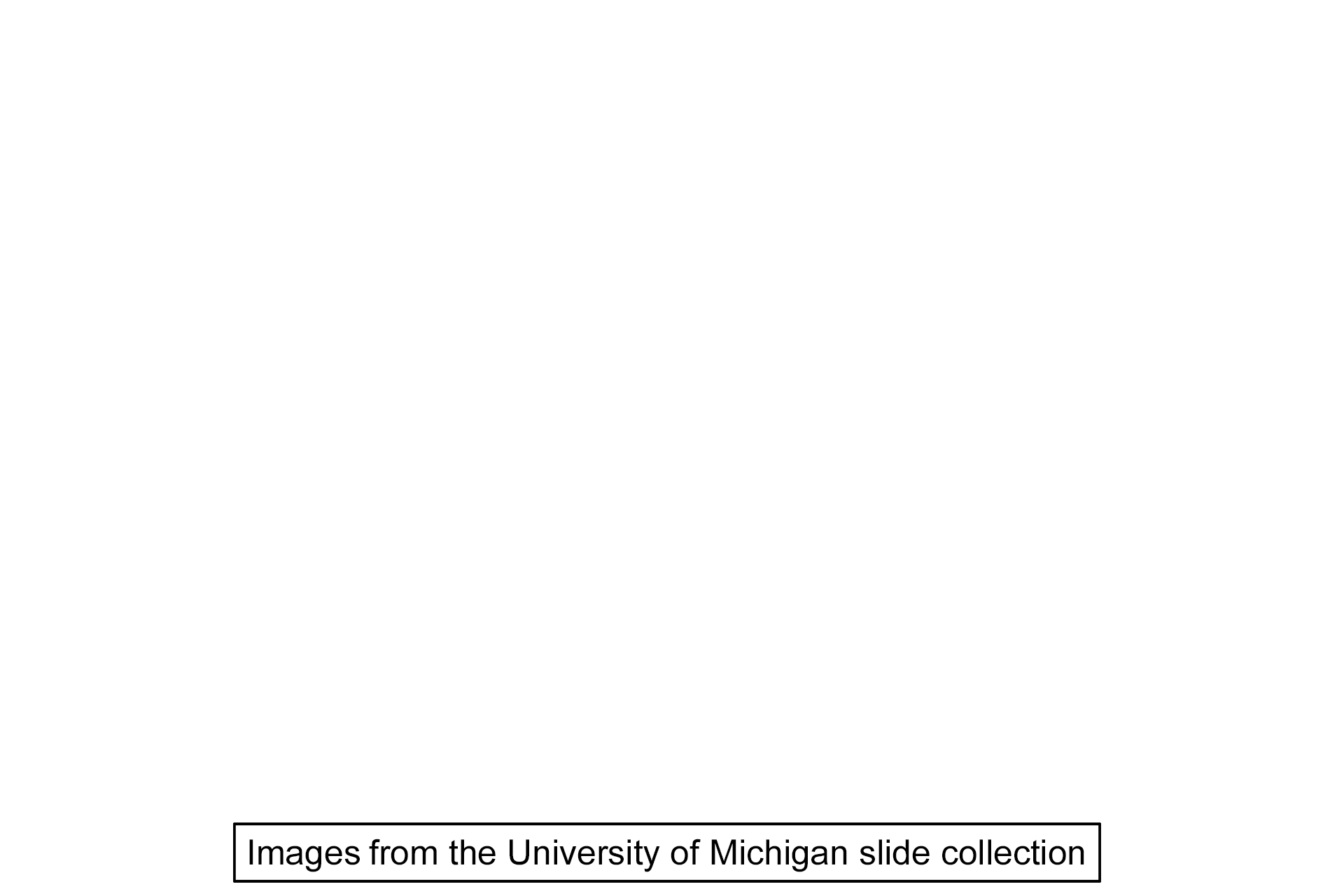 Image source > <p>This image was taken of a slide from the University of Michigan collection.</p>
