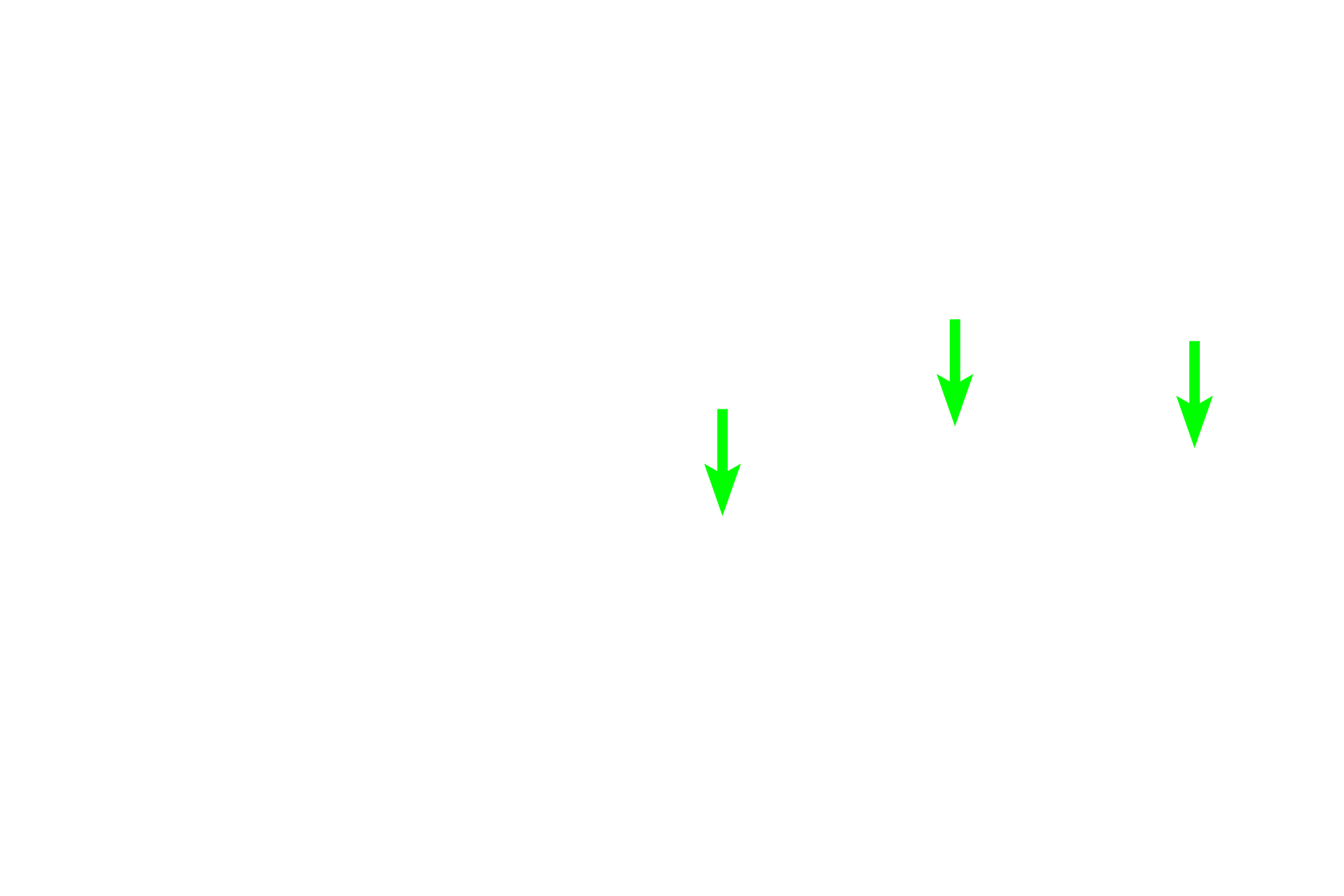 Nuclei of Schwann cells <p>The cell bodies of multipolar neurons can also be found in autonomic ganglia throughout the body as part of the autonomic nervous system.  This ganglion is a component of the parasympathetic division and contains multipolar, motor neurons.  The ganglion is located in the wall of the digestive tract, between layers of smooth muscle which it innervates.  Autonomic neurons generally have an eccentric nucleus and Nissl that forms a more delicate, lacy pattern compared with the more coarse arrangement seen in multipolar neurons in the central nervous system.  The other nuclei in the ganglion are those of Schwann cells.  400x.</p>
