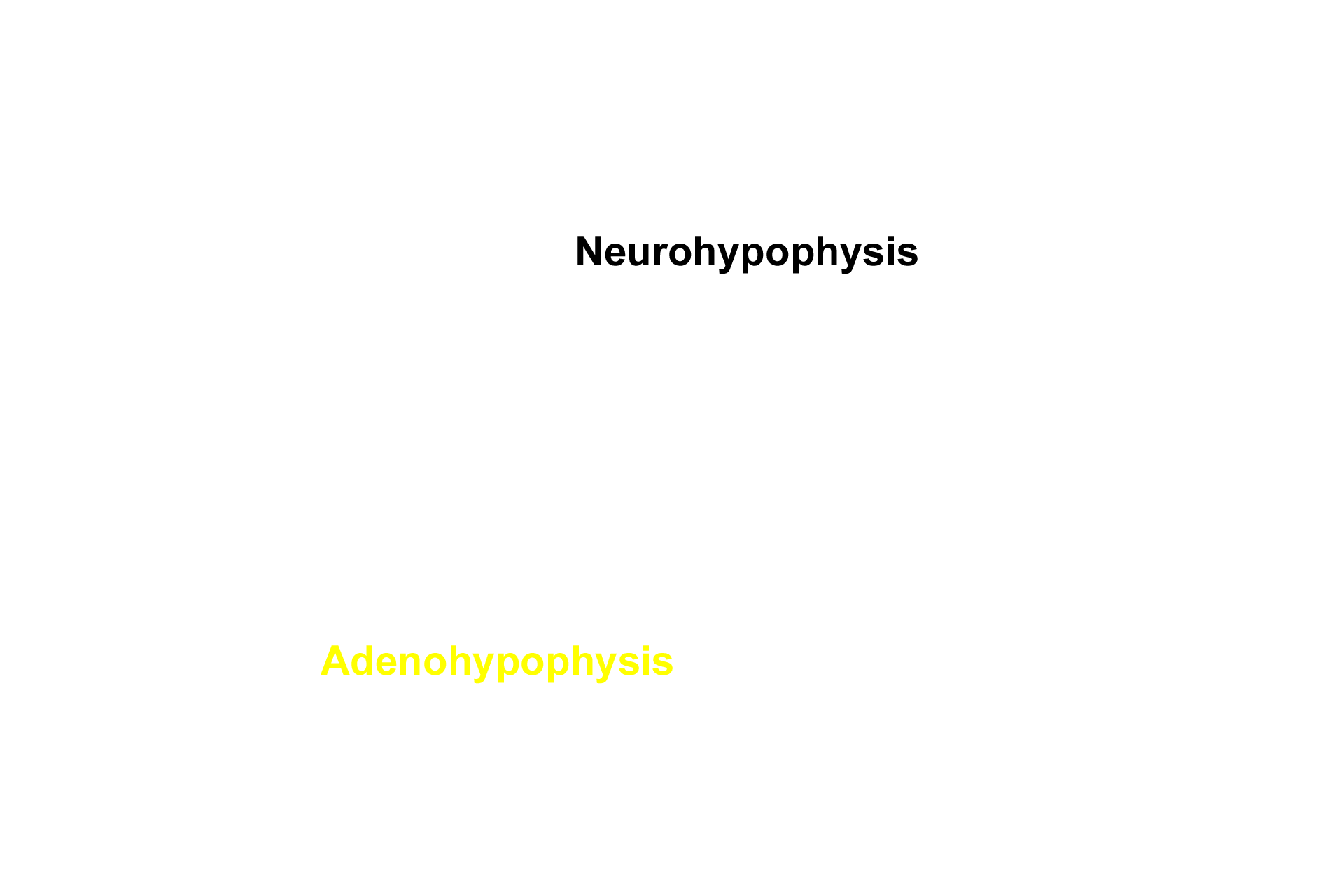 Subdivisions <p>This image shows a horizontal section through the human pituitary at the level indicated in the previous image.  The contrast between the pale-staining neural tissue and the deeply basophilic staining of the glandular adenohypophyseal tissue is evident.  The entire pituitary is surrounded by a dense connective tissue capsule that is continuous with the dura mater.  10x</p>
